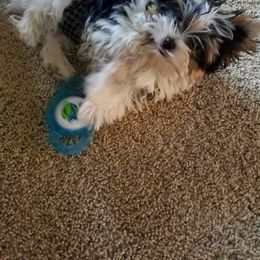 Biewer Terrier Puppies from Imperial BabyDoll Biewers