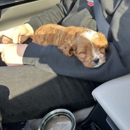 Cavapoo and Maltipoo Puppies from Cuddly Cavapoos Texas