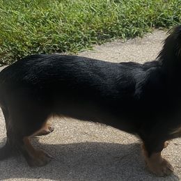 Dachshunds from Lunar Lane Dachshunds