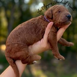 Charlie Weasley - Red  female Poodle puppy in Spring Hills, Florida from The Olympus Standard Poodle