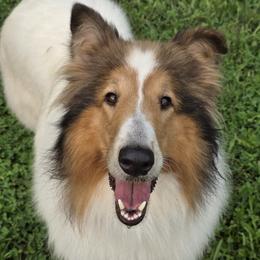 Tulsa - Collie