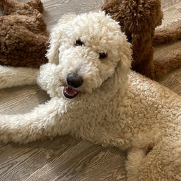 Max - Poodle
