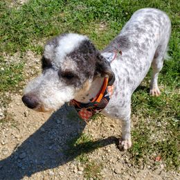 Buster - Black and white male Sheepadoodle puppy in Bellevue, Iowa from Fluffy Wonders Poms and Doodles