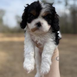 Cavalier King Charles Spaniel Puppies from Farmhouse Cavaliers NC