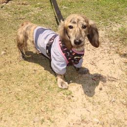 Whiskey - Dachshund