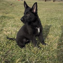 Hadi von Charry - Black female German Shepherd puppy in Midway, Kentucky from Von Charry German Shepherd’s