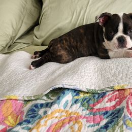Boston Terrier Puppies from Howell Terriers