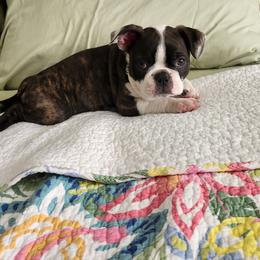 Boston Terrier Puppies from Howell Terriers