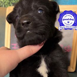 Michael - Sable male German Shepherd puppy in Livingston, Kentucky from Illyria Dox & GSD
