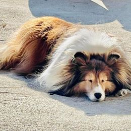 Shetland Sheepdog All Grown Up from Leigh Hi Shelties