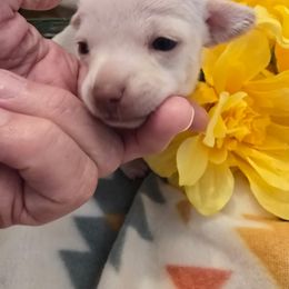 Runt - Cream and white male Chihuahua puppy in Fallon, Nevada from Blue Chihuahuas of Nevada