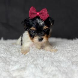 Avery - Black tan and white female Biewer Terrier puppy in Liberty, Texas from Tiny Yorkshire pups