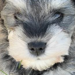 Miniature Schnauzers from Skagit Valley Schnauzers