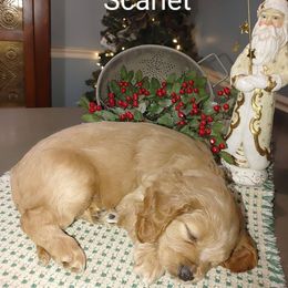 Cavapoo Puppies from Jessie's Puppies