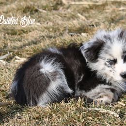 Australian Shepherd Puppies from Painted Blue Aussies