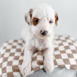 Jersey - Parti female Goldendoodle puppy in Jamestown, Kentucky from Milk & Honey Doodles