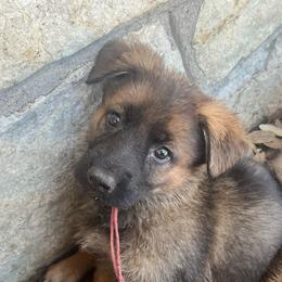 Lottie (pink) - Sable female German Shepherd puppy in Boerne, Texas from Sudenblick German Shepherds