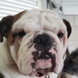 Ruby - Bulldog