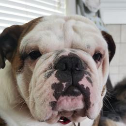 Ruby - Bulldog