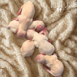Morkie puppies from Lil Luxe Pups
