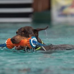 Doberman Pinschers from Cadence Dobermans