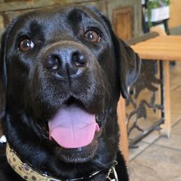 Mayzlee - Labrador Retriever