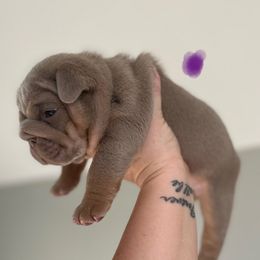 Abby - Lilac tri-color female Bulldog puppy in Hernando, Mississippi from Blues City Bulldogs