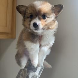 Pika - White and red male Pembroke Welsh Corgi puppy in Red Bluff, California from Wilder Ranch Corgis