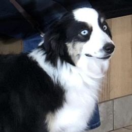 Tulip - Miniature American Shepherd