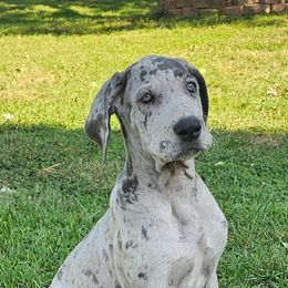 Ellen - Merle female Great Dane puppy in Princeton, Indiana from Phantasm Farms