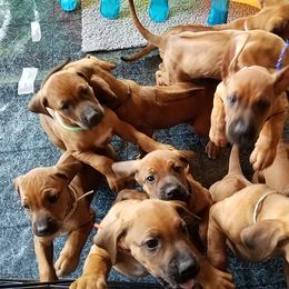 Rhodesian Ridgeback Puppies from Zenkosi Ridgebacks