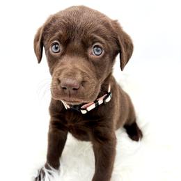 Cappuccino - Chocolate female Labrador Retriever puppy in Illinois from Urbane Retrievers