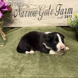 Goose - Black and white male Border Collie puppy in Moody, Texas from Narrow Gate Farm