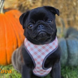 Kova - Pug
