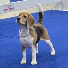 Holly - Beagle