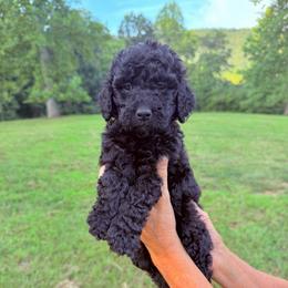 Raven - Black female Goldendoodle puppy in Jasper, Georgia from Harrington Doodles & Poodles