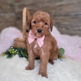 Sugar - Red  female Goldendoodle puppy in Woodburn, Indiana from DNLS Doodle Puppies