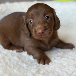 Latte - Chocolate female Dachshund puppy in Duncanville, Alabama from Bear Creek Dachshunds