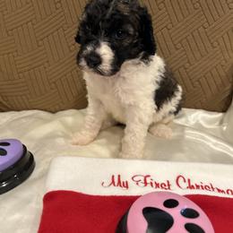 Star - Parti female Poodle puppy in Mobile, Alabama from Semmy’s Standard Poodle LLC