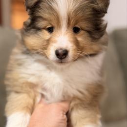Margarita 'Rita' - Sable and white female Shetland Sheepdog puppy in Temperance, Michigan from NorthAcre Shelties