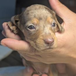 Apollo - Dapple male Dachshund puppy in Waddell, Arizona from The Bearded Companions