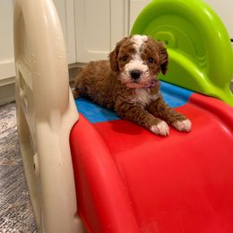 Gloria - Red female Cavapoo puppy in Beresford, South Dakota from DAKOTA DOOD RANCH