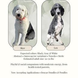Sheepadoodle puppies from Boxcar Doodles and Poodles