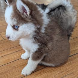 BxE g4 - Chocolate female Pomsky puppy in Charlotte, Michigan from Moore Pomskies