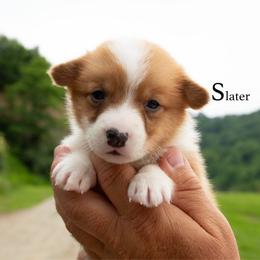 Slater - Red male Pembroke Welsh Corgi puppy in Manchester, Kentucky from Riverside Corgis