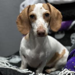 Inari - Dachshund