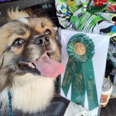 Tibetan Spaniel Puppies from Shangri-La Tibetan Spaniels