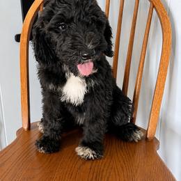 Dory - Black and white female Sheepadoodle puppy in Warsaw, Virginia from Mojave Premier Kennels