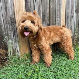 Double Doodle and Goldendoodle Puppies from My Favorite Doodle