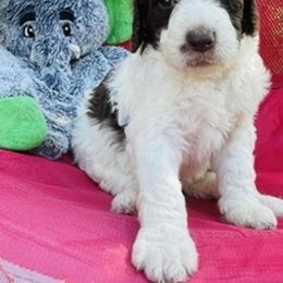 Goldendoodle Puppies from Sunshine Doodles